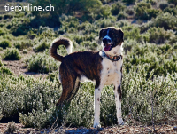 Aire - Liebenswert und dem Menschen zugewandt