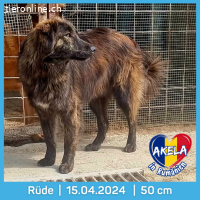 Akela wünscht sich ein Mensch mit Herz und Geduld