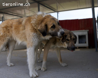 Akeno, der Sonnenschein auf 4 Pfoten
