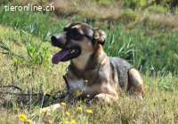 Aki - Verloren, gerettet, verlassen...