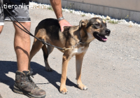 Aki - Verloren, gerettet, verlassen...