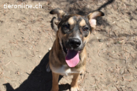 Aki - Verloren, gerettet, verlassen...