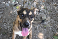 Aki - Verloren, gerettet, verlassen...