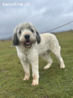 Akiro – ein sanfter Riese mit großem Herz sucht sein Zuhause