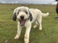 Akiro – ein sanfter Riese mit großem Herz sucht sein Zuhause