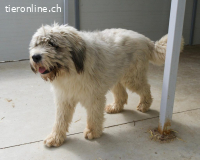 Akiro – ein sanfter Riese mit großem Herz sucht sein Zuhause