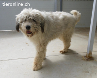 Akiro – ein sanfter Riese mit großem Herz sucht sein Zuhause