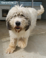 Akiro – ein sanfter Riese mit großem Herz sucht sein Zuhause