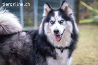 ALARIK sucht Zuhause als Einzelhund