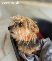 Alea- kleines Mädel sucht ihre Familie