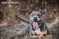 Alea ~ sensible Amstaff-Hündin