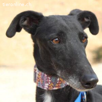 Alegra – schüchtern im Beginn, treu fürs Leben