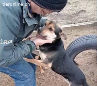 Alek-2, smarter Hundemann