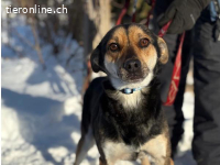 Alek-2, smarter Hundemann