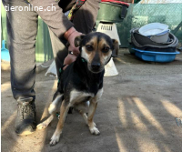 Alek-2, smarter Hundemann