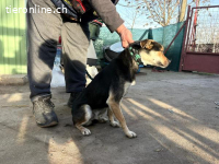 Alek-2, smarter Hundemann