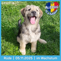 Alessio ist Neugierig er möchte Freude und Liebe schenken