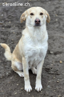 Alice B. – eine tapfere Mama, die ihre Welpen trotz Schmerz