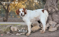 ALIKA