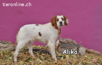 ALIKA