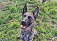 Aliz – Tierheim Tamási