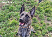 Aliz – Tierheim Tamási