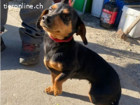 Alizee, allerliebste Hündin