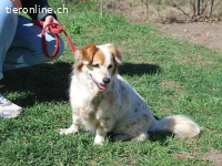 ALIZIA, freundliche Mixhündin, ca.11J., 32cm,10,4kg