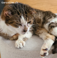 Allerliebster und anhänglicher Senior Kater