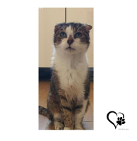 Allerliebster und anhänglicher Senior Kater