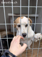 Alma unsere Beaglehündin