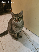 ALMU, w., kastr., EKH, geb. 01/2022