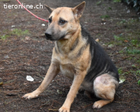 Alvida - warum tun sie das?