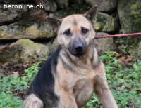 Alvida - warum tun sie das?