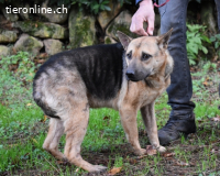 Alvida - warum tun sie das?