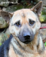 Alvida - warum tun sie das?