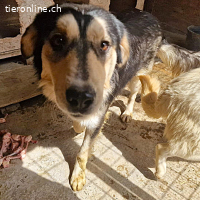 Alwin möchte so gerne gesehen werden