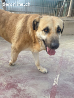 Amara, w./kastr., geb. ca. 9/2017, Größe: ca. 70 cm