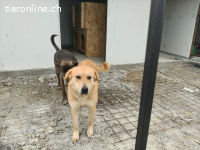 Amari freundliche und fröhliche Hündin