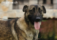 Amato - Lebensfreude auf vier Pfoten, ca. 65cm, 32kg