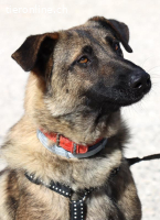 Amato - Lebensfreude pur auf vier Pfoten