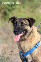 Amato - Lebensfreude pur auf vier Pfoten