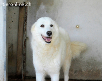 Amaya - So schön und so schrecklich?