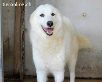 Amaya - So schön und so schrecklich?