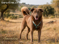 Amendoa, ein kesses Mädchen