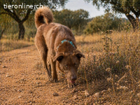 Amendoa, ein kesses Mädchen