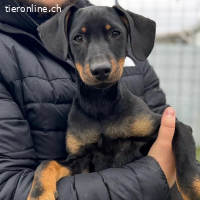 Amigo – cleverer Junghund, bereit, die Welt zu entdecken