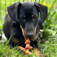 Amigo – cleverer Junghund, bereit, die Welt zu entdecken