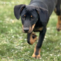 Amigo – cleverer Junghund, bereit, die Welt zu entdecken