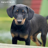 Amigo – cleverer Junghund, bereit, die Welt zu entdecken